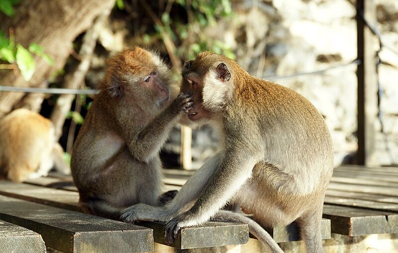 Get Set for the Monkey Trail Hike in Ao Nang! – Hiking Enthusiasts, This One’s For You