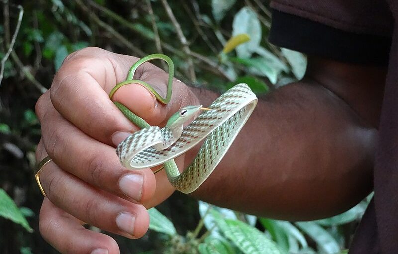 Sensational serpents: Look and learn about these wondrous reptiles at Thelijjawila, Sri Lanka