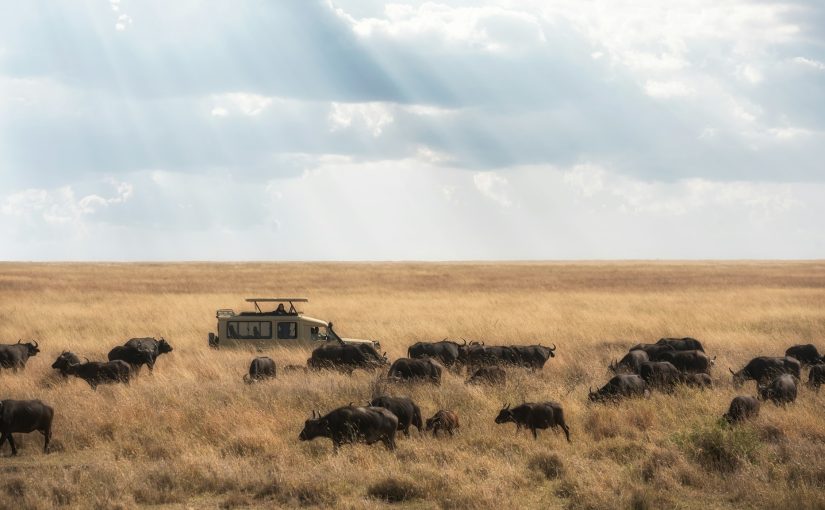 A Guide to Luxury Family Safari Retreats in Tanzania’s Wild Heart