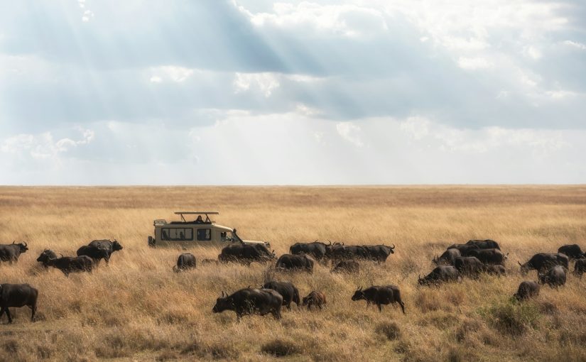 Tanzania Safari