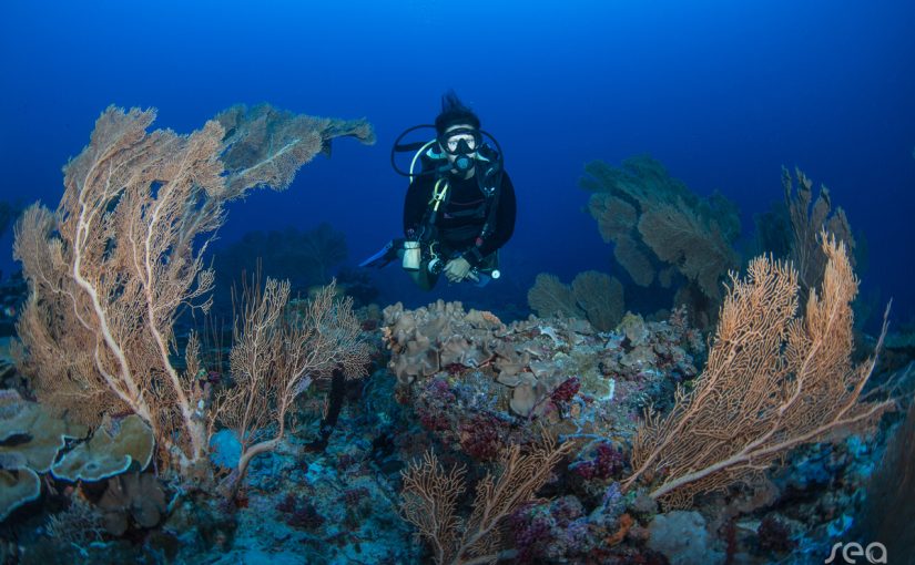 Underwater Escapades in the Maldives – Dive into Dreamy Adventures!