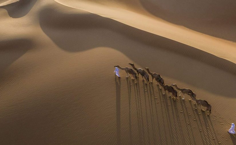 Camel Trekking Adventures in Abu Dhabi – Embark on an Exotic Desert Journey