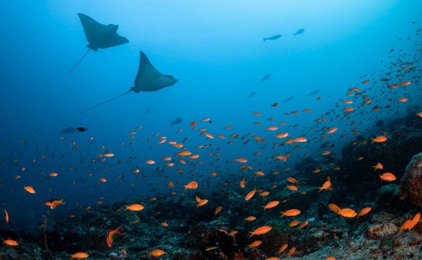 The Ultimate Maldives Snorkeling Guide: Dive Into Paradise