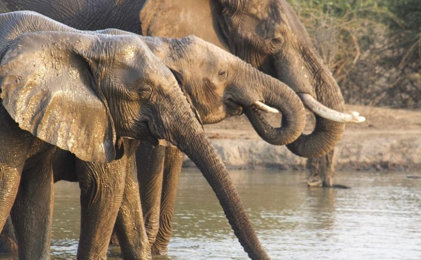 The Best Time to Visit Zambia for a Perfect Holiday – Enjoy the Welcoming Seasons with Much Fun! 