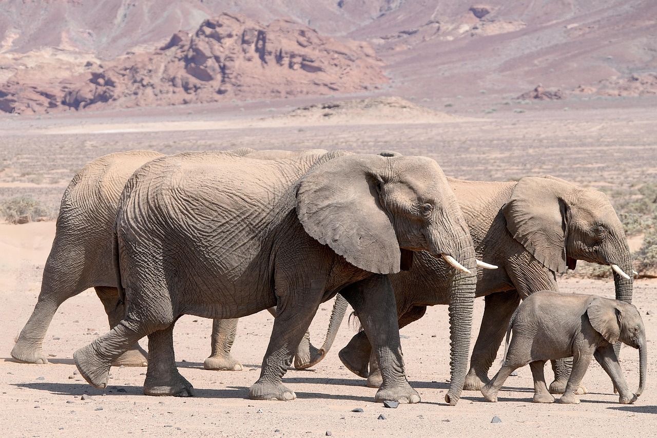 elephants