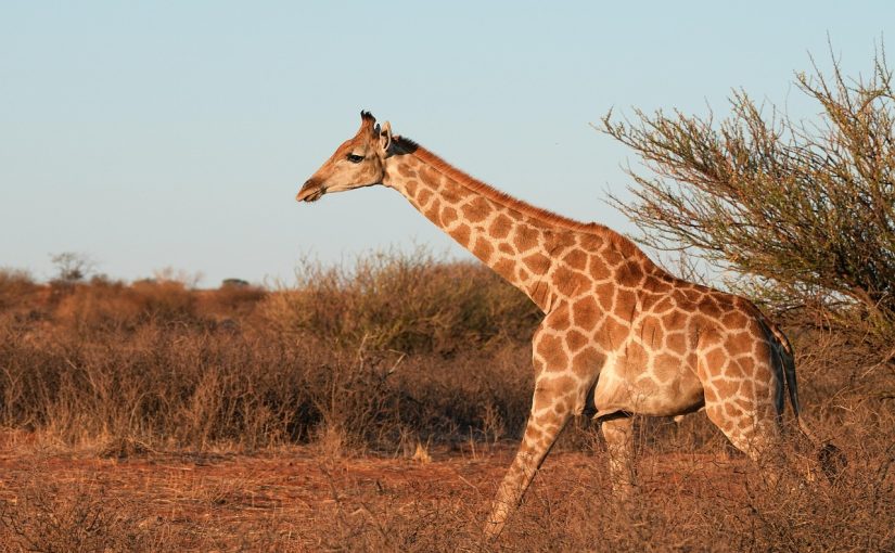Zambian Wilderness: Eco-Tourism and the Importance of Conservation