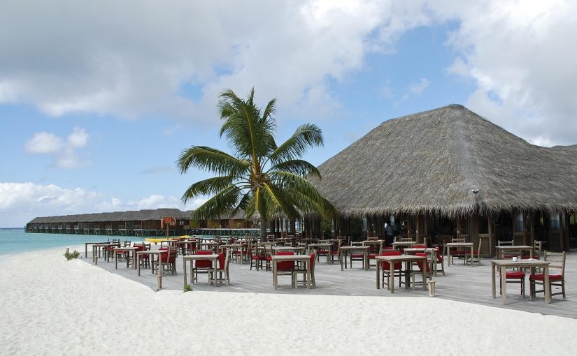 Dolphin Watching in the Maldives: A Magical Ocean Safari Experience