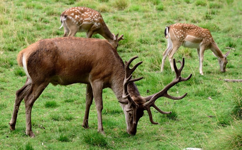 The Animals of Sir Bani Yas: What You Can See on a Single Game Drive