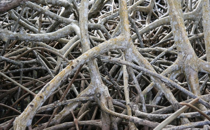 Experience the Beauty of Nature: Paddle Through Ras Al Khaimah’s Magical Mangroves
