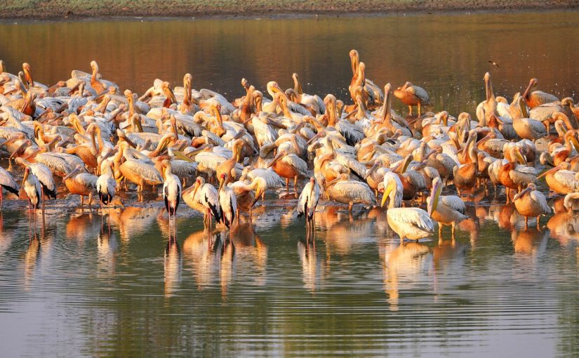 Top National Parks to Visit in Zambia: A Few Hours on the Wild Side