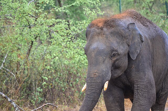 Why a Sri Lankan Safari Should Be on Every Wildlife Lover’s Bucket List- A Wonderfully Wild Ride 