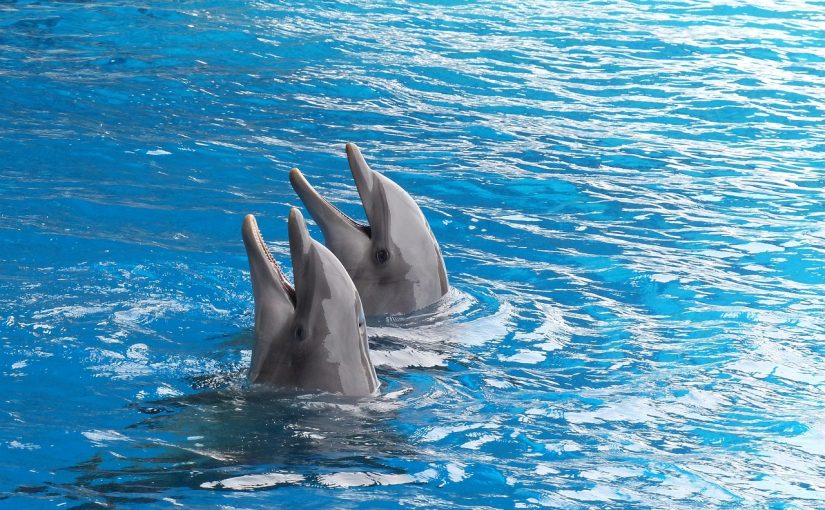 Marine Life Adventures and Excursions in Unawatuna – The Best in the Area