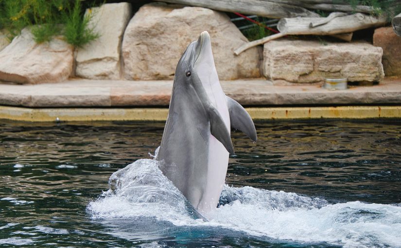 Tips for Dolphin Watching in Maldives – Admire These Playful Creatures in a Natural Setting