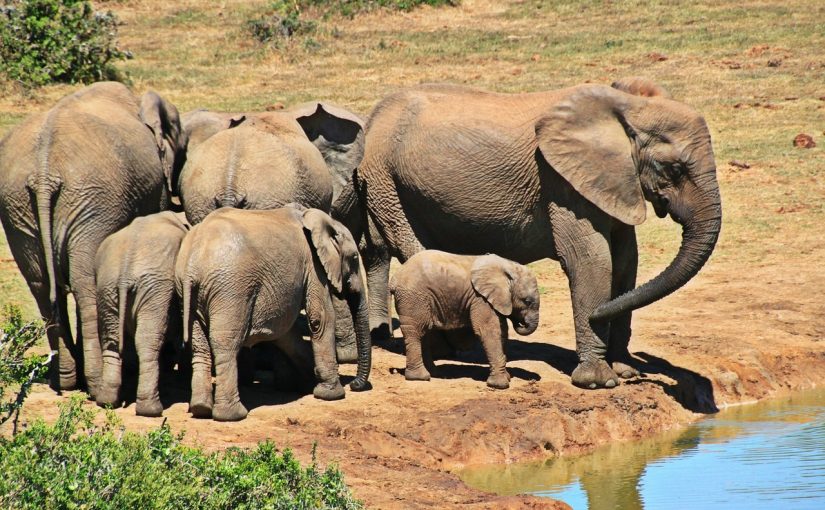 Pointers to keep in mind before your elephant sanctuary excursions – take mammoth strides in Chiang Rai!