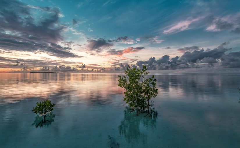 Kayaking Along the Heart of the Lebam River: A Tour of the Serene Mangroves