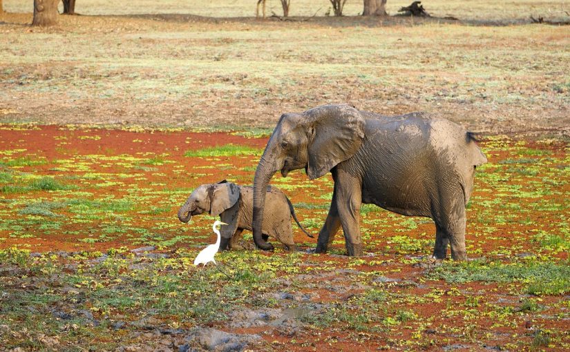 Zambia’s Top National Parks for an Unforgettable Safari Experience – Roam Wild