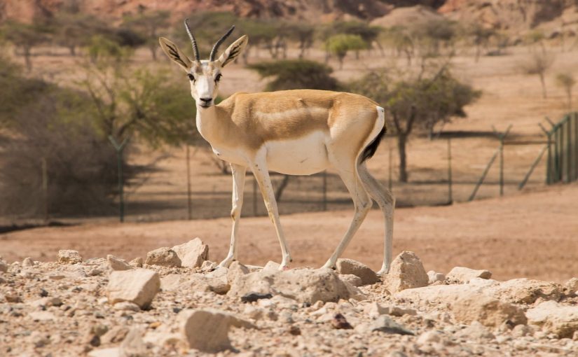 Sir Bani Yas Island as a Wildlife Haven: Intriguing Species on the Island