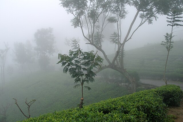 The Ultimate Guide to Hiking and Trekking in Haputale – Trails through the Hills