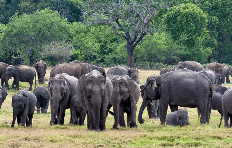 Where Kings Once Ruled: Wildlife of Sri Lanka’s Ancient City of Polonnaruwa