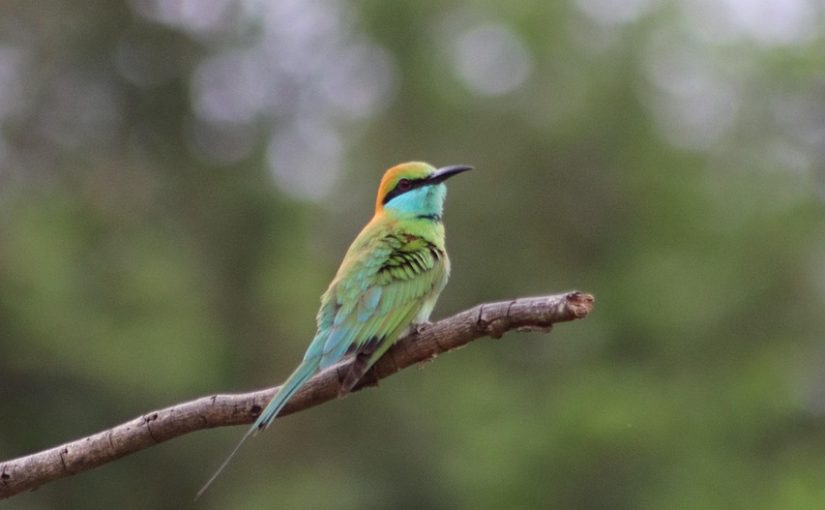 Adventure and Calm in Sri Lanka – A Journey of Balance