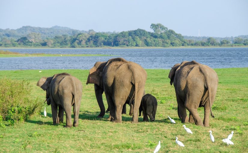 Things to Know Before Going to Minneriya – Pre-safari Tips 