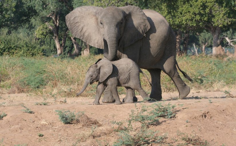 The Ultimate Guide to a Zimbabwe Safari – Wildlife, Wilderness, and Unforgettable Moments