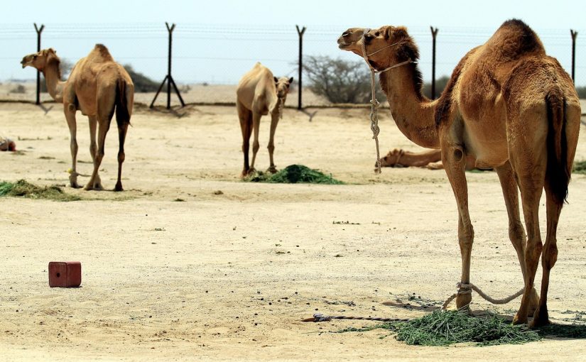 Tips to Experience Qatar Like a Local – Simple ways to see beyond the guidebooks