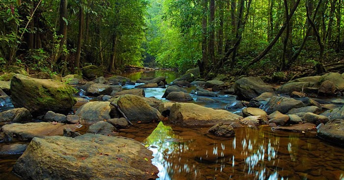 At First Light: The Enchanting Dawn Chorus of Sinharaja