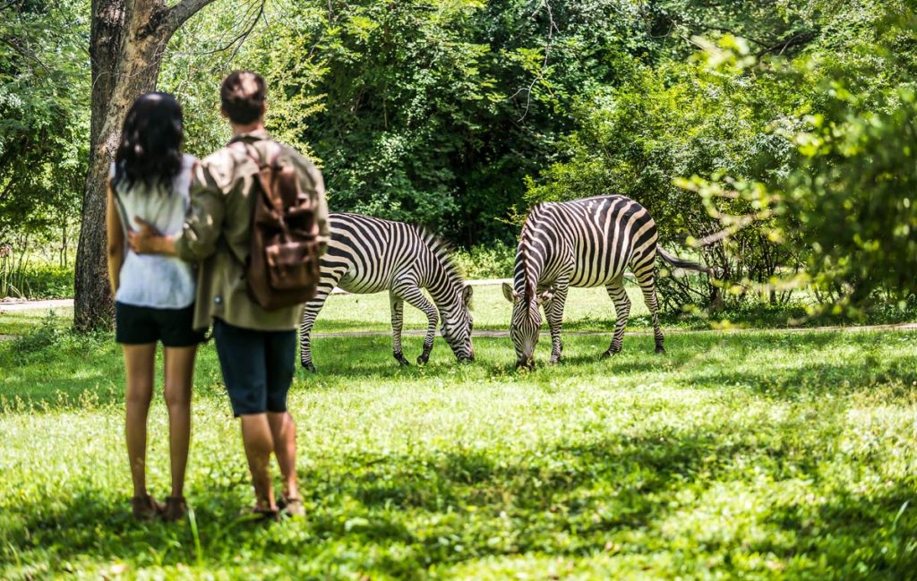 a couple enjoying wildlife scenary