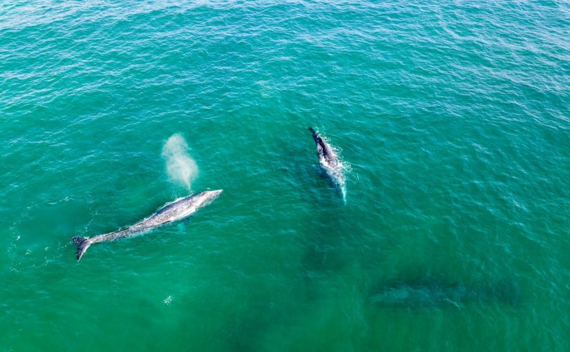 Mirissa Magic: Why This Sri Lankan Paradise Is a Global Whale Watching Hotspot