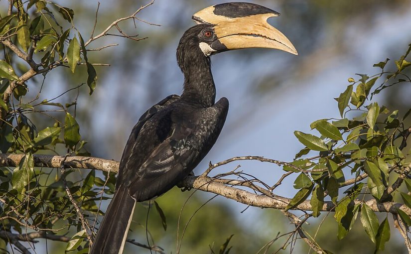 Avian Wonders of Habarana: A Strategic Guide for Birdwatchers