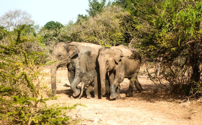 Sri Lanka’s National Parks: Wild, Untamed and Unforgettable