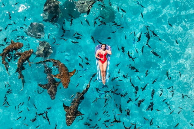 Nurse Shark Snorkelling in the Maldives