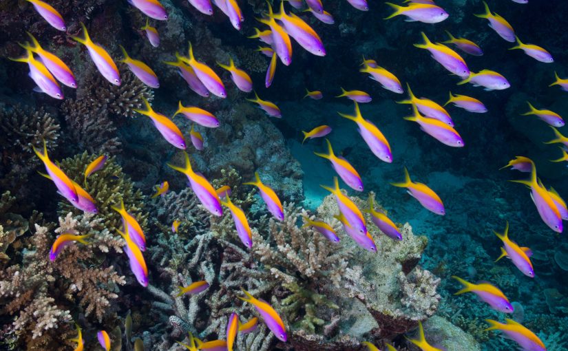 Dive into Paradise: Best Time to Visit the Maldives for Diving, Snorkelling, and Island Relaxation
