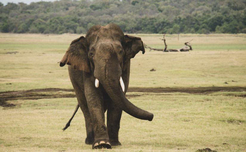 Kaudulla National Park Safari: Essential Guide for First-Time Visitors
