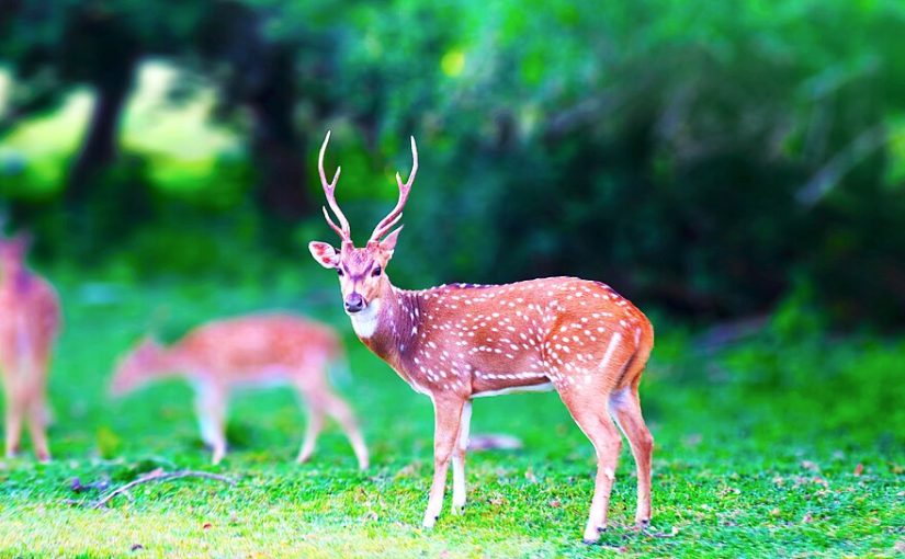 Kumana Through the Eyes of a First-Time Visitor: What to Expect