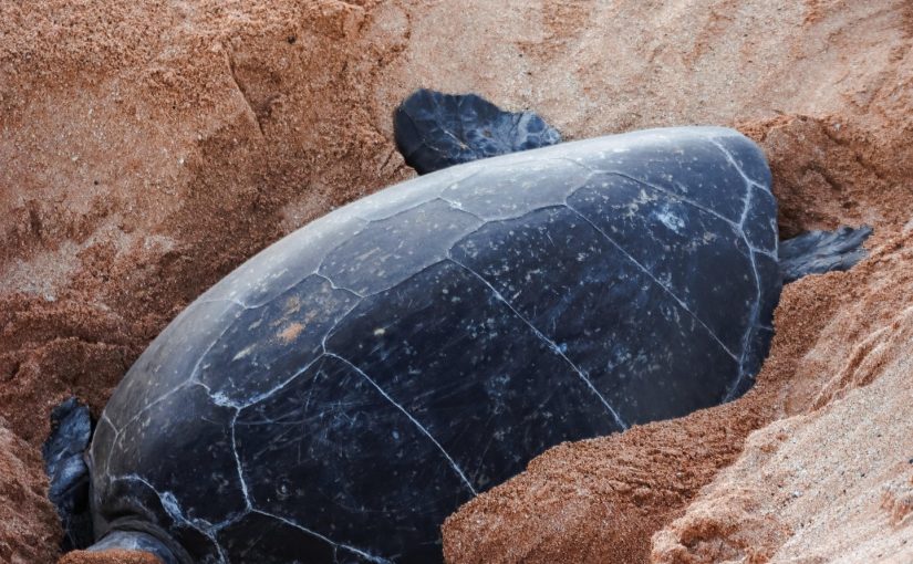 Sea Turtle Watching Near Tangalle How to Visit Responsibly