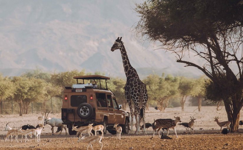 One Destination, Endless Experiences: Why Sir Bani Yas Island Appeals to Every Type of Traveller
