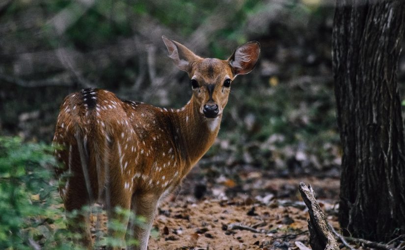 A Guide to Wildlife Safaris Around Galle