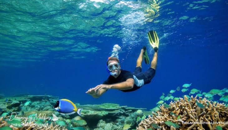 How to Choose a Maldives Resort with the Best House Reef for Snorkelling