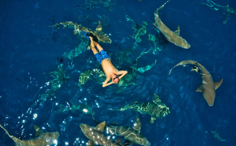 5 Maldives Resorts for Unforgettable Manta Ray and Whale Shark Encounters