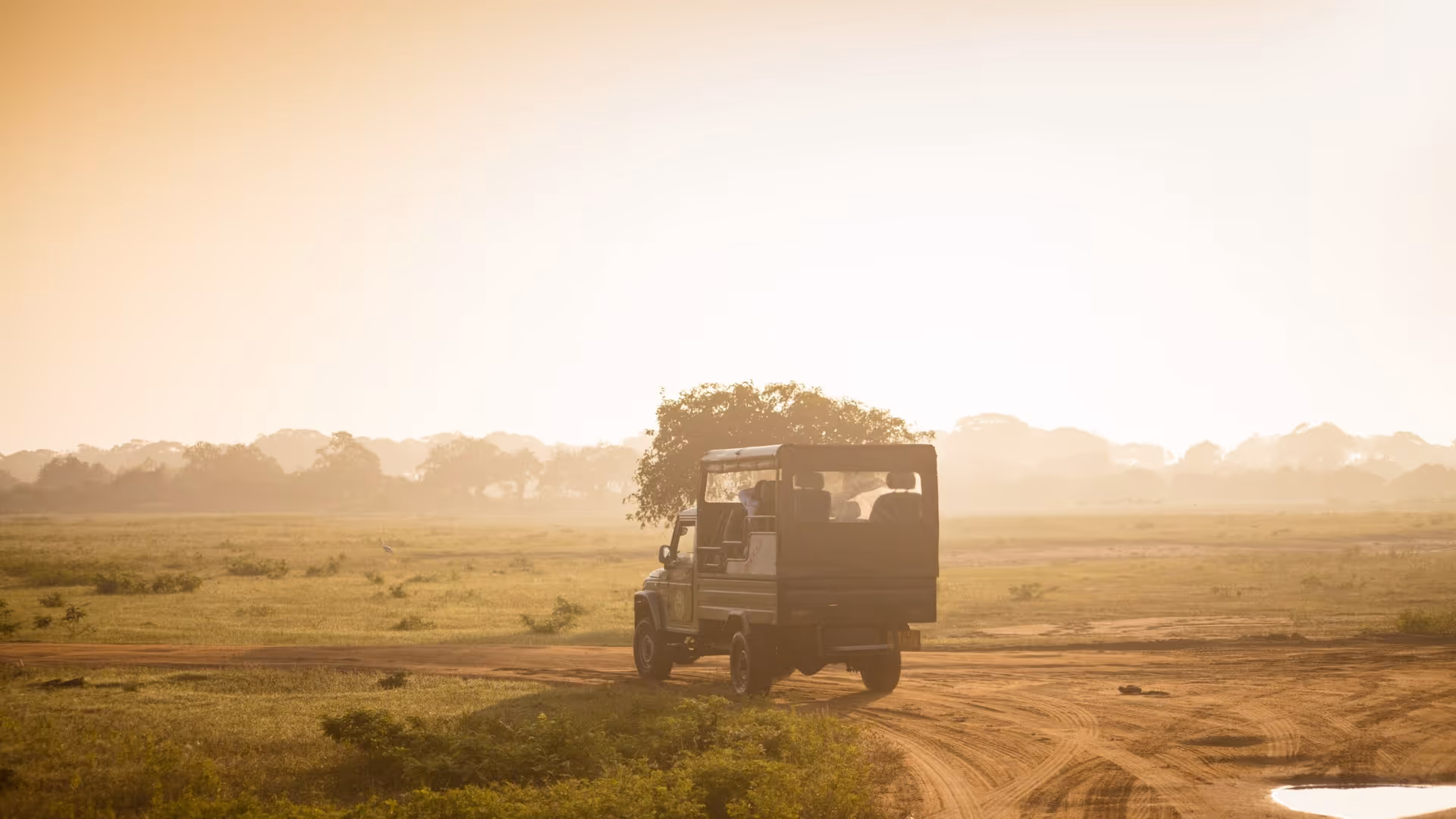 Sri Lanka Wildlife Safari Guide: Best National Parks, Seasons and Animals to Spot
