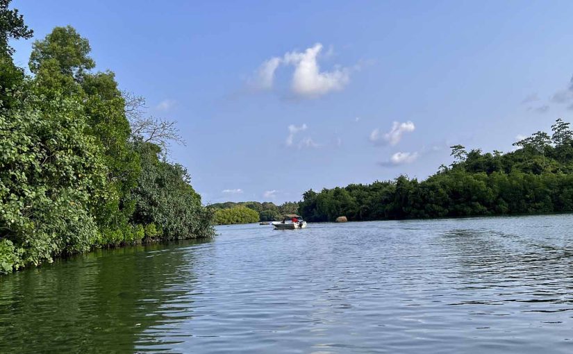 A Morning on the Madu Ganga River Near Bentota
